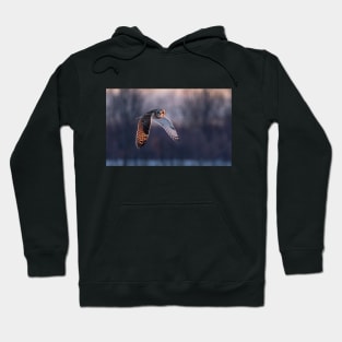 Short-eared owl in flight at sunset Hoodie